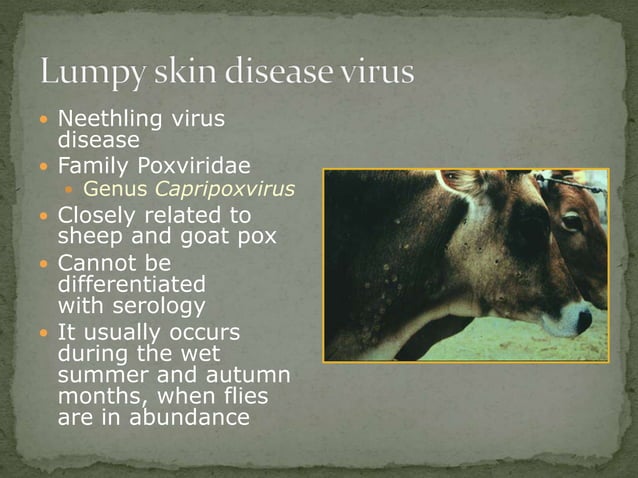 Lumpy skin disease 1.pptx
