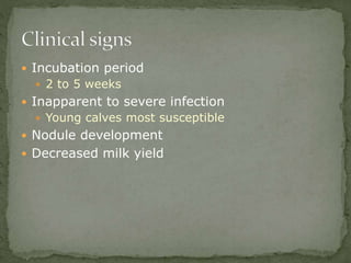  Incubation period
 2 to 5 weeks
 Inapparent to severe infection
 Young calves most susceptible
 Nodule development
 Decreased milk yield
 