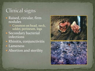  Raised, circular, firm
nodules
 Common on head, neck,
udder, perineum, legs
 Secondary bacterial
infections
 Rhinitis, conjunctivitis
 Lameness
 Abortion and sterility
 