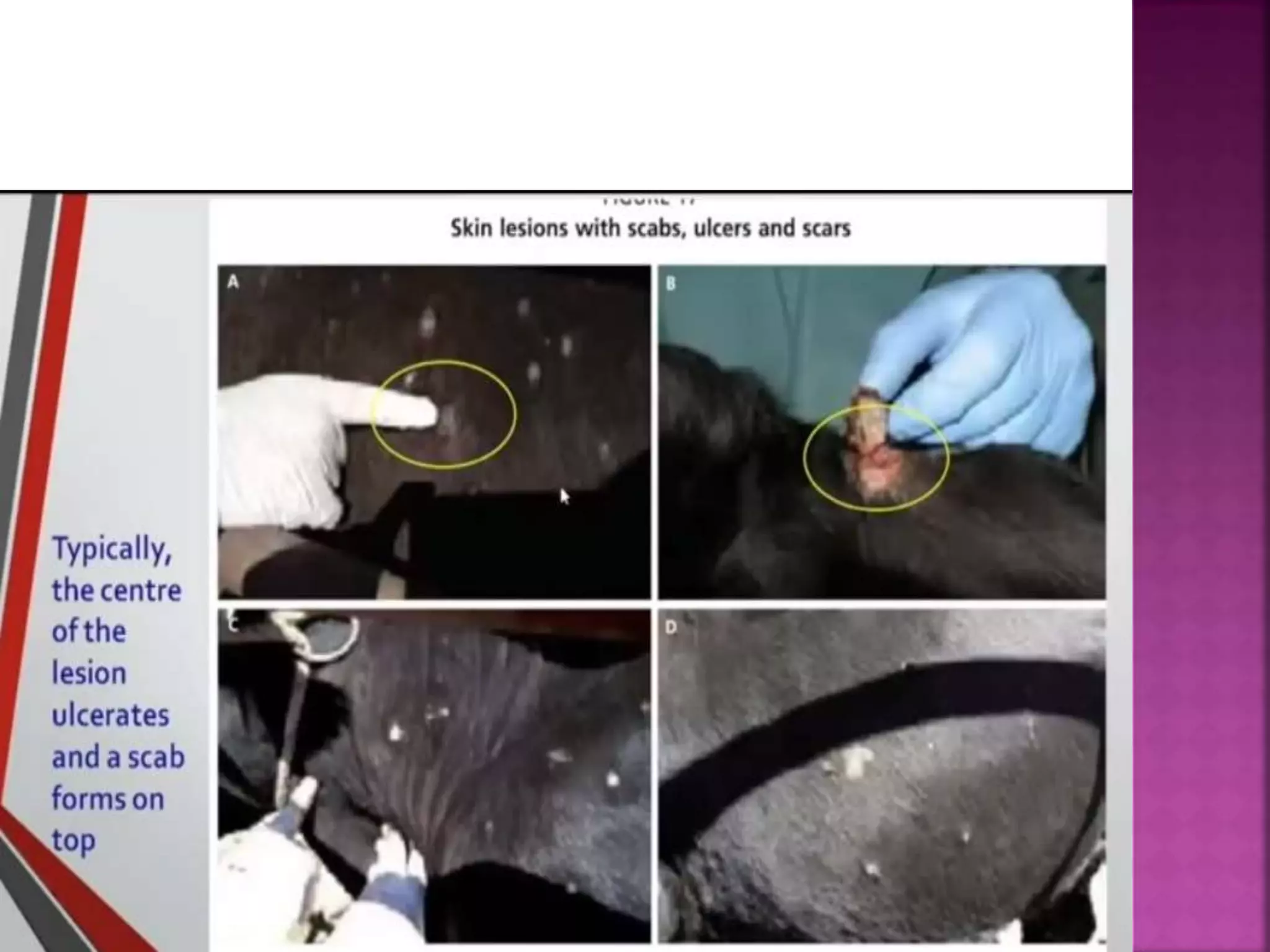 Lumpy skin disease ( LSD).pptx