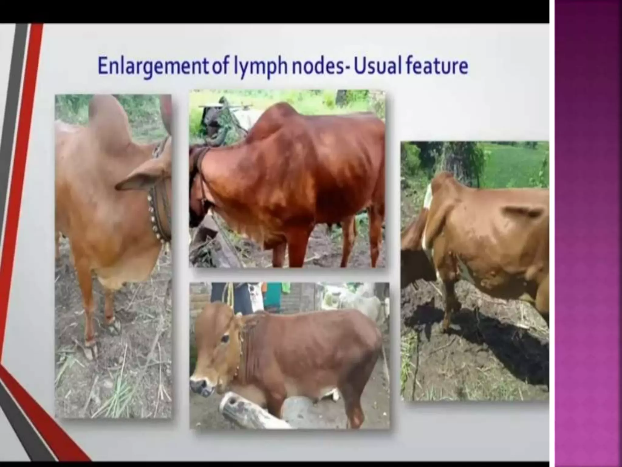 Lumpy skin disease ( LSD).pptx