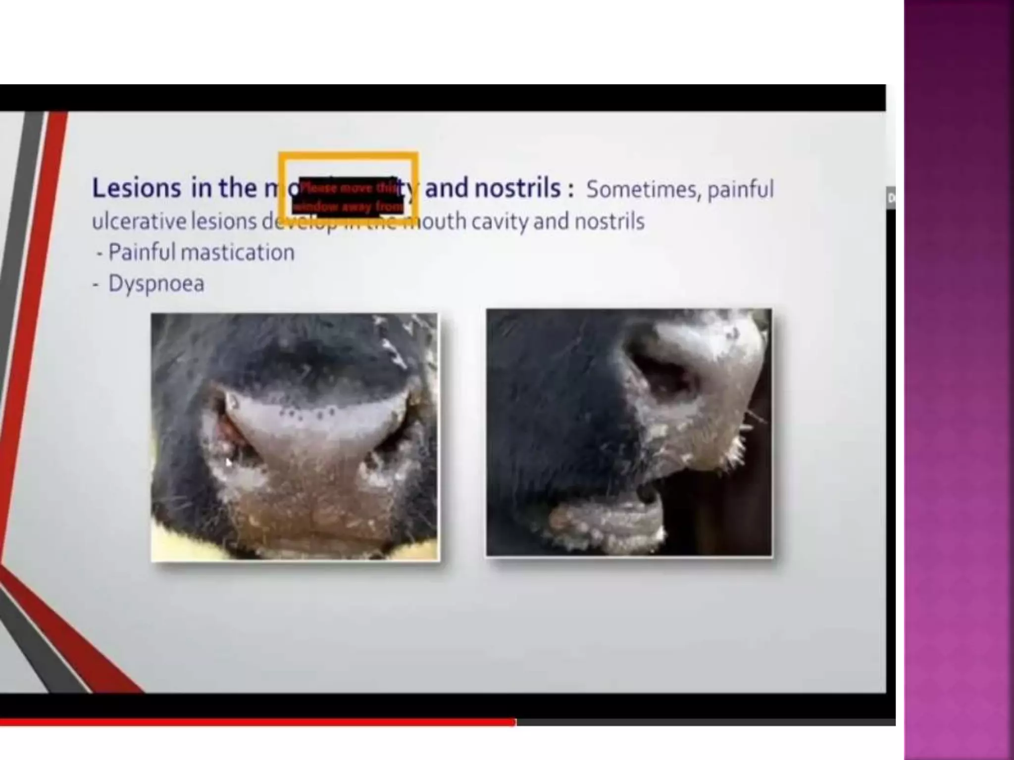 Lumpy skin disease ( LSD).pptx