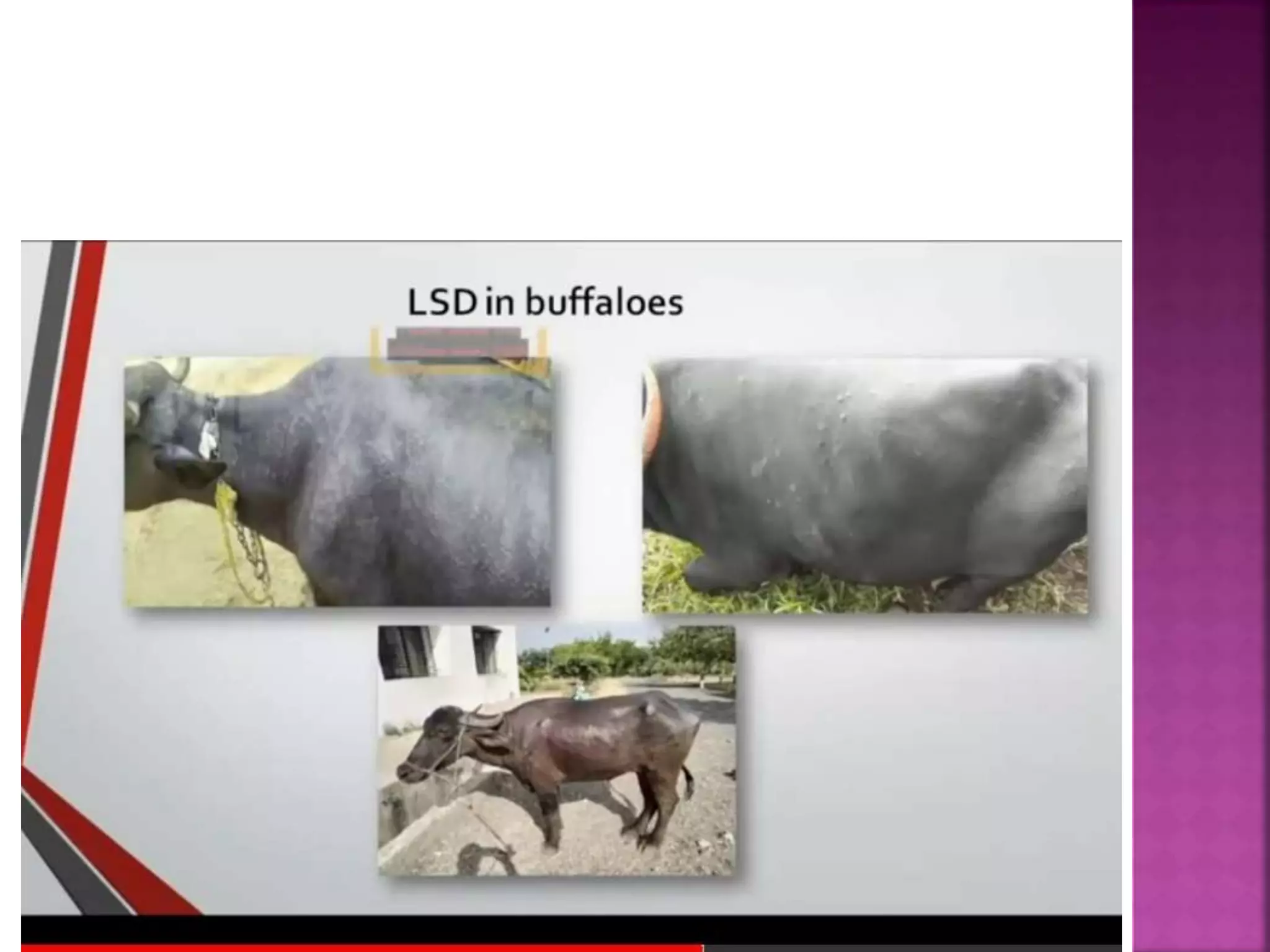 Lumpy skin disease ( LSD).pptx