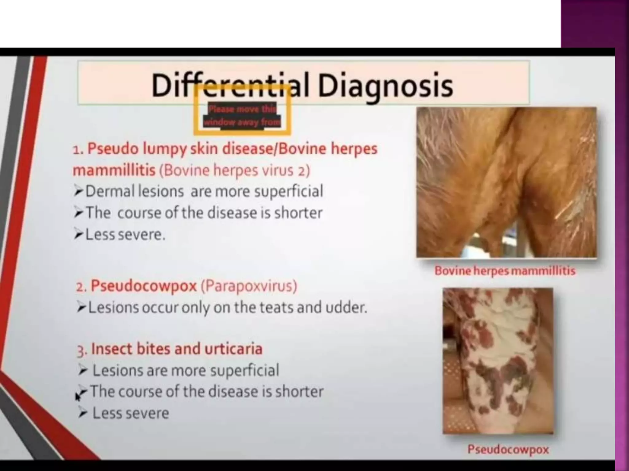 Lumpy skin disease ( LSD).pptx