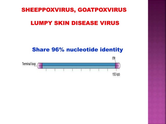 Lumpy skin disease ( LSD).pptx