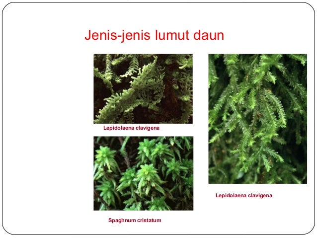 Lumut Materi Bio kelas X XI 