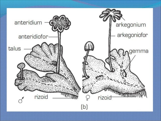 Lumut Hatihepaticopsida