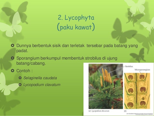 Lumut Bryophyta