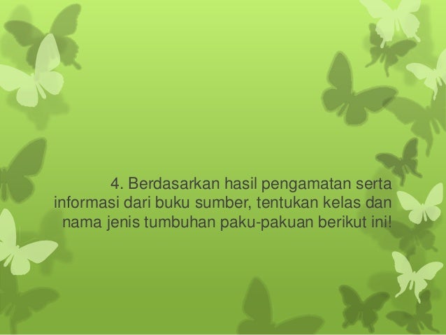 Lumut bryophyta 