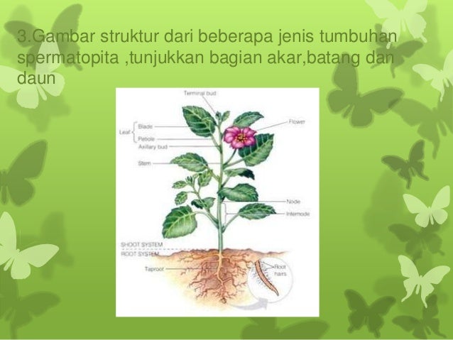 Lumut Bryophyta