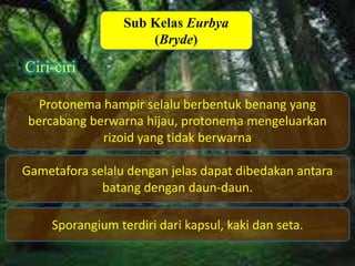Desain By SyaRif
Ciri-ciri
Sub Kelas Eurbya
(Bryde)
Protonema hampir selalu berbentuk benang yang
bercabang berwarna hijau, protonema mengeluarkan
rizoid yang tidak berwarna
Gametafora selalu dengan jelas dapat dibedakan antara
batang dengan daun-daun.
Sporangium terdiri dari kapsul, kaki dan seta.
 