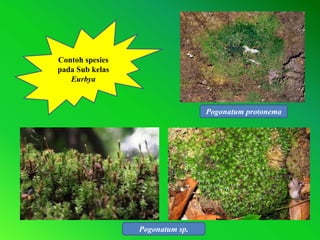 Desain By SyaRif
Desain By SyaRif
Desain By SyaRif
Desain By SyaRif
Pogonatum sp.
Pogonatum protonema
Contoh spesies
pada Sub kelas
Eurbya
 