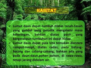 Desain By SyaRif
 Lumut daun dapat tumbuh diatas tanah-tanah
yang gundul yang peiodik mengalami masa
kekeringan, bahkan diatas pasir yang
bergerakpun tumbuhan ini dapat hidup.
 Lumut daun dapat pula kita temukan diantara
rumput-rumpt, diatas cadas, pada batang-
batang dan cabang-cabang, bahkan ada yang
pada daun-daun,pohon-pohon, di rawa-rawa,
tetapi jarang didalam air.
Habitat
 
