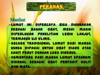 Desain By SyaRif
• Lumut ini dipercaya bisa digunakan
sebagai bahan obat, meski masih
diperlukan penelitian lebih lanjut,
termasuk uji klinis.
• Secara tradisional lumut dari marga
usnea dipakai untuk obat diare atau
sakit perut dengan cara direbus.
• Sementara dari marga lumut spagnum
dikenal sebagai obat penyakit kulit
dan mata.
peranan
Manfaat
 