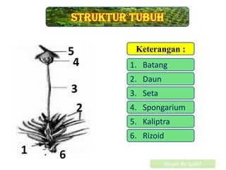 61
5
4
3
2
1
Struktur tubuh
Keterangan :
1. Batang
2. Daun
3. Seta
4. Spongarium
5. Kaliptra
6. Rizoid
Desain By SyaRif
 