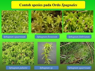 Sphagnum squarrosum Sphagnum flexuosum Sphagnum fimbriatum
Sphagnum squarrosumSphagnum palustre Sphagnum sp.
Desain By SyaRifContoh spesies pada Ordo Spagnales
 