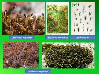 Andreaea rupestris
Andreaea rupestris
Andreaea petrophila Andreaea sp.
 