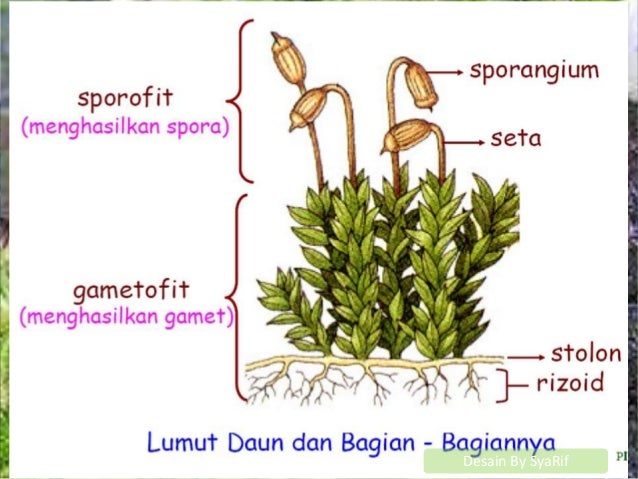 Lumut Daun Bryophyta