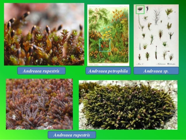 Lumut daun (Bryophyta)