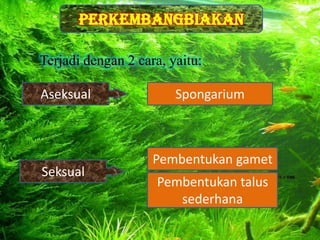 Perkembangbiakan
           Desain By SyaRif




Terjadi dengan 2 cara, yaitu:

Aseksual                Spongarium
                         Desain By SyaRif




                    Pembentukan gamet
                        Desain By SyaRif
Seksual
                    Pembentukan talus
                       Desain By SyaRif
                       sederhana
 