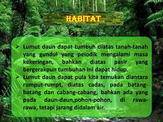 Habitat
                 Desain By SyaRif




 Lumut daun dapat tumbuh diatas tanah-tanah
  yang gundul yang peiodik mengalami masa
  kekeringan, bahkan diatas pasir yang
  bergerakpun tumbuhan ini dapat hidup.
 Lumut daun dapat pula kita temukan diantara
  rumput-rumpt, diatas cadas, pada batang-
  batang dan cabang-cabang, bahkan ada yang
  pada daun-daun,pohon-pohon, di rawa-
  rawa, tetapi jarang didalam air.
 