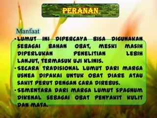 peranan
               Desain By SyaRif




Manfaat
• Lumut ini dipercaya bisa digunakan
  sebagai bahan obat, meski masih
  diperlukan       penelitian      lebih
  lanjut, termasuk uji klinis.
• Secara tradisional lumut dari marga
  usnea dipakai untuk obat diare atau
  sakit perut dengan cara direbus.
• Sementara dari marga lumut spagnum
  dikenal sebagai obat penyakit kulit
  dan mata.
 