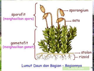 Ciri UMUM Lumut daun

 Gametofit tumbuh tegak atau merayap
 Bentuk thalus seperti daun yang kecil-kecil sehingga sering
  disebut lumut daun
 Berkembang dari protonema
 Mempunyai daun, batang dan rhizoid multiseluler
 Daun hanya terdiri dari satu lapis sel dengan rusuk
  tengah, tersusun spiral atau melingkari batang.
 Arkegonium membentuk kalipra yang menempel diatas kapsul
 Kapsul bagian bawah fotosintetik dan mempunyai stomata
 Kapsul mempunyai kolumela, pecah dengan gigi-gigi
  peristom, tidak dijumpai adanya elater.
 Tangkai (seta) bertambah panjang secara perlahan selama
  perkembangan kapsul. Kuat dan biasanya berwarna.
                                              Desain By SyaRif
 