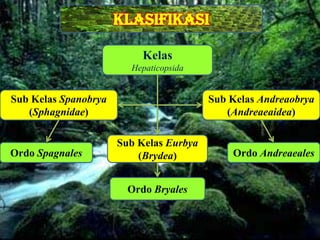 Klasifikasi
                       Desain By SyaRif



                           Kelas
                         Hepaticopsida


Sub Kelas Spanobrya                      Sub Kelas Andreaobrya
   (Sphagnidae)                             (Andreaeaidea)

                      Sub Kelas Eurbya
Ordo Spagnales            (Brydea)           Ordo Andreaeales


                        Ordo Bryales
 