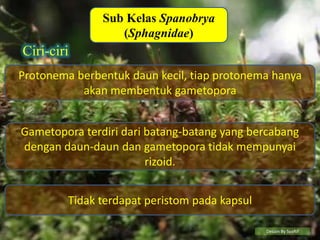 Sub Kelas Spanobrya
                  (Sphagnidae)
Ciri-ciri
Protonema berbentuk daun kecil, tiap protonema hanya
           akan membentuk gametopora


Gametopora terdiri dari batang-batang yang bercabang
dengan daun-daun dan gametopora tidak mempunyai
                        rizoid.


         Tidak terdapat peristom pada kapsul

                                               Desain By SyaRif
 