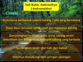 Sub Kelas Andreaobrya
                         Desain By SyaRif
                   (Andreaeaidea)
  Ciri-ciri
Protonema berbentuk seperti batang / pita yang bercabang

  Daun-daun tersusun spiral rapat dan menutupi batang

    Gametangium terdapat pada ujung cabang terdiri
anteridium dan arkegonium terdapat cabang yang berbeda

         Sporangium terdiri dari kaki dan kapsul

       Kolumua diselubungi oleh jaringan sporogen
 