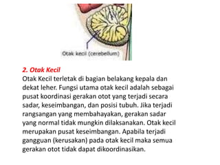 2. Otak Kecil 
Otak Kecil terletak di bagian belakang kepala dan 
dekat leher. Fungsi utama otak kecil adalah sebagai 
pusat koordinasi gerakan otot yang terjadi secara 
sadar, keseimbangan, dan posisi tubuh. Jika terjadi 
rangsangan yang membahayakan, gerakan sadar 
yang normal tidak mungkin dilaksanakan. Otak kecil 
merupakan pusat keseimbangan. Apabila terjadi 
gangguan (kerusakan) pada otak kecil maka semua 
gerakan otot tidak dapat dikoordinasikan. 
 