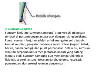 3. Sumsum Lanjutan 
Sumsum lanjutan (sumsum sambung) atau medula oblongata 
terletak di persambungan antara otak dengan tulang belakang. 
Fungsi sumsum lanjutan adalah untuk mengatur suhu tubuh, 
kendali muntah, pengatur beberapa gerak refleks (seperti batuk, 
bersin, dan berkedip), dan pusat pernapasan. Selain itu, sumsum 
lanjutan berperan untuk mengantarkan impuls yang datang 
menuju otak. Sumsum sambung pun mempengaruhi refleks 
fisiologi, seperti jantung, tekanan darah, volume, respirasi, 
pencernaan, dan sekresi kelenjar pencernaan. 
 