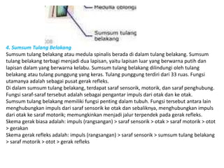 4. Sumsum Tulang Belakang 
Sumsum tulang belakang atau medula spinalis berada di dalam tulang belakang. Sumsum 
tulang belakang terbagi menjadi dua lapisan, yaitu lapisan luar yang berwarna putih dan 
lapisan dalam yang berwarna kelabu. Sumsum tulang belakang dilindungi oleh tulang 
belakang atau tulang punggung yang keras. Tulang punggung terdiri dari 33 ruas. Fungsi 
utamanya adalah sebagai pusat gerak refleks. 
Di dalam sumsum tulang belakang, terdapat saraf sensorik, motorik, dan saraf penghubung. 
Fungsi saraf-saraf tersebut adalah sebagai pengantar impuls dari otak dan ke otak. 
Sumsum tulang belakang memiliki fungsi penting dalam tubuh. Fungsi tersebut antara lain 
menghubungkan impuls dari saraf sensorik ke otak dan sebaliknya, menghubungkan impuls 
dari otak ke saraf motorik; memungkinkan menjadi jalur terpendek pada gerak refleks. 
Skema gerak biasa adalah: impuls (rangsangan) > saraf sensorik > otak > saraf motorik > otot 
> gerakan 
Skema gerak refleks adalah: impuls (rangsangan) > saraf sensorik > sumsum tulang belakang 
> saraf motorik > otot > gerak refleks 
 