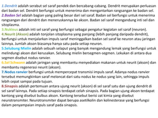 1.Dendrit adalah serabut sel saraf pendek dan bercabang-cabang. Dendrit merupakan perluasan 
dari badan sel. Dendrit berfungsi untuk menerima dan mengantarkan rangsangan ke badan sel. 
2.Badan Sel adalah bagian yang paling besar dari sel saraf. Badan sel berfungsi untuk menerima 
rangsangan dari dendrit dan meneruskannya ke akson. Badan sel saraf mengandung inti sel dan 
sitoplasma. 
3.Nukleus adalah inti sel saraf yang berfungsi sebagai pengatur kegiatan sel saraf (neuron). 
4.Neurit (Akson) adalah tonjolan sitoplasma yang panjang (lebih panjang daripada dendrit), 
berfungsi untuk menjalarkan impuls saraf meninggalkan badan sel saraf ke neuron atau jaringan 
lainnya. Jumlah akson biasanya hanya satu pada setiap neuron. 
5.Selubung Mielin adalah sebuah selaput yang banyak mengandung lemak yang berfungsi untuk 
melindungi akson dari kerusakan. Selubung mielin bersegmen-segmen. Lekukan di antara dua 
segmen disebut nodus ranvier. 
6.Sel Schwann adalah jaringan yang membantu menyediakan makanan untuk neurit (akson) dan 
membantu regenerasi neurit (akson). 
7.Nodus ranvier berfungsi untuk mempercepat transmisi impuls saraf. Adanya nodus ranvier 
tersebut memungkinkan saraf meloncat dari satu nodus ke nodus yang lain, sehingga impuls 
lebih cepat sampai pada tujuan. 
8.Sinapsis adalah pertemuan antara ujung neurit (akson) di sel saraf satu dan ujung dendrit di 
sel saraf lainnya. Pada setiap sinapsis terdapat celah sinapsis. Pada bagian ujung akson terdapat 
kantong yang disebut bulbus akson. Kantong tersebut berisi zat kimia yang disebut 
neurotransmiter. Neurotransmiter dapat berupa asetilkolin dan kolinesterase yang berfungsi 
dalam penyampaian impuls saraf pada sinapsis. 
 