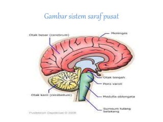 Gambar sistem saraf pusat 
 