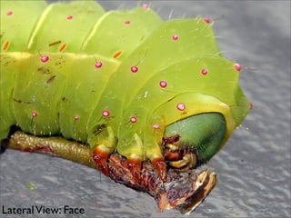 Luna Moth Caterpillar