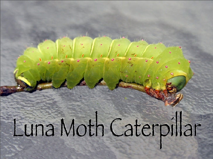 Luna Moth Caterpillar