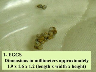 1- EGGS
Dimensions in millimeters approximately
1.9 x 1.6 x 1.2 (length x width x height)
 