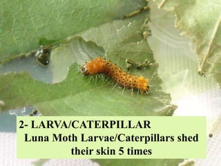 2- LARVA/CATERPILLAR
Luna Moth Larvae/Caterpillars shed
their skin 5 times
 