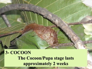 3- COCOON
The Cocoon/Pupa stage lasts
approximately 2 weeks
 