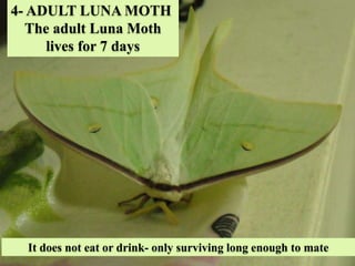 4- ADULT LUNA MOTH
The adult Luna Moth
lives for 7 days
It does not eat or drink- only surviving long enough to mate
 