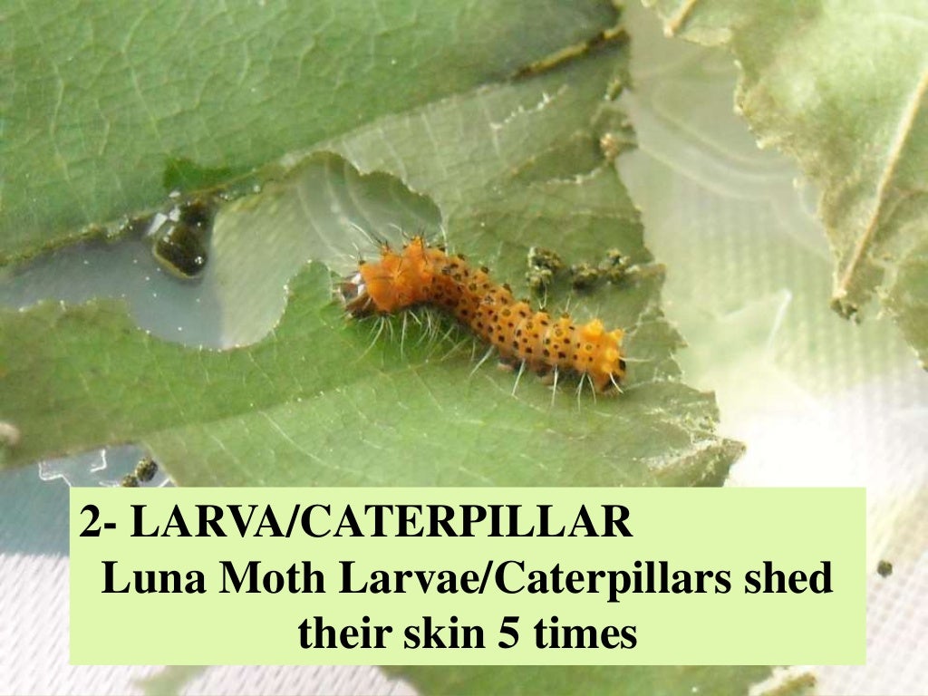 Luna moth life cycle