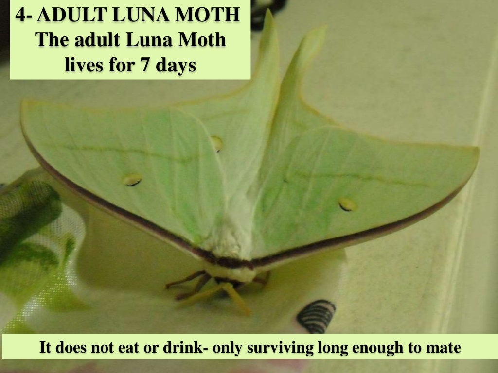 Luna Moth Life Cycle