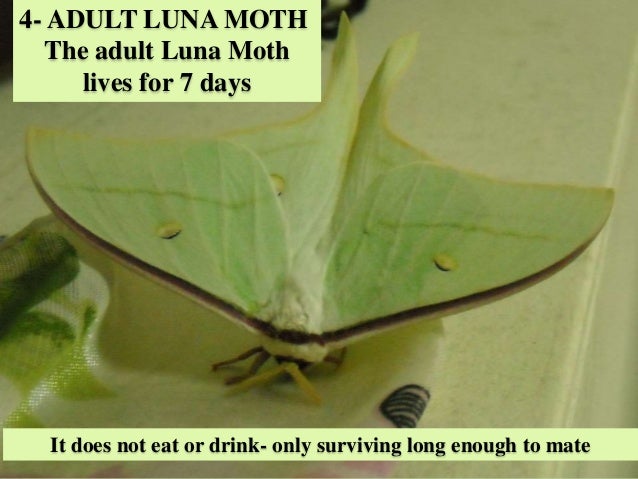 Luna Moth Life Cycle Luna Moth Life Cycle