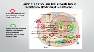 p53
Akt
Bcl2
Bcl2caspase
Bad
Ras
Lunasin as a dietary ingredient prevents disease
formation by affecting multiple pathways
Rb
α5β3
NF-κB
p21
Pten
Lunasin inhibits oncogene
and carcinogen-induced
cell transformation.
Lunasin increases expression
of genes associated with
tumor suppression,
apoptosis, mitotic control
and DNA repair.
pp32
 