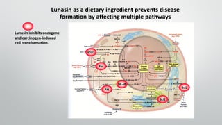 Akt
Bcl2
Bcl2
Ras
Lunasin as a dietary ingredient prevents disease
formation by affecting multiple pathways
α5β3
NF-κB
Lunasin inhibits oncogene
and carcinogen-induced
cell transformation.
 