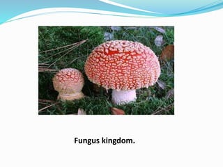Fungus kingdom.
 