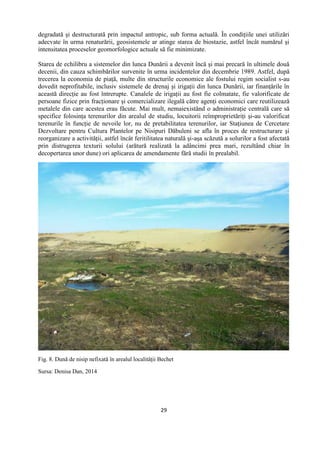 29
degradată şi destructurată prin impactul antropic, sub forma actuală. În condiţiile unei utilizări
adecvate în urma renaturării, geosistemele ar atinge starea de biostazie, astfel încât numărul şi
intensitatea proceselor geomorfologice actuale să fie minimizate.
Starea de echilibru a sistemelor din lunca Dunării a devenit încă şi mai precară în ultimele două
decenii, din cauza schimbărilor survenite în urma incidentelor din decembrie 1989. Astfel, după
trecerea la economia de piaţă, multe din structurile economice ale fostului regim socialist s-au
dovedit neprofitabile, inclusiv sistemele de drenaj şi irigaţii din lunca Dunării, iar finanţările în
această direcţie au fost întrerupte. Canalele de irigaţii au fost fie colmatate, fie valorificate de
persoane fizice prin fracţionare şi comercializare ilegală către agenţi economici care reutilizează
metalele din care acestea erau făcute. Mai mult, nemaiexistând o administraţie centrală care să
specifice folosinţa terenurilor din arealul de studiu, locuitorii reîmproprietăriţi şi-au valorificat
terenurile în funcţie de nevoile lor, nu de pretabilitatea terenurilor, iar Staţiunea de Cercetare
Dezvoltare pentru Cultura Plantelor pe Nisipuri Dăbuleni se afla în proces de restructurare şi
reorganizare a activităţii, astfel încât feritilitatea naturală şi-aşa scăzută a solurilor a fost afectată
prin distrugerea texturii solului (arătură realizată la adâncimi prea mari, rezultând chiar în
decopertarea unor dune) ori aplicarea de amendamente fără studii în prealabil.
Fig. 8. Dună de nisip nefixată în arealul localităţii Bechet
Sursa: Denisa Dan, 2014
 