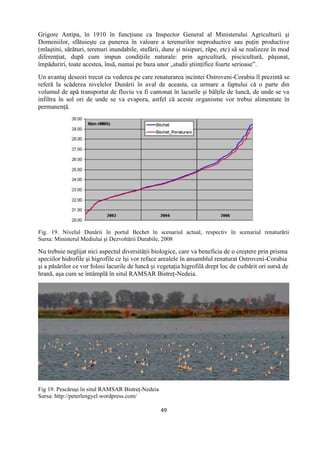 49
Grigore Antipa, în 1910 în funcţiune ca Inspector General al Ministerului Agriculturii şi
Domeniilor, sfătuieşte ca punerea în valoare a terenurilor neproductive sau puţin productive
(mlaştini, sărături, terenuri inundabile, stufării, dune şi nisipuri, râpe, etc) să se realizeze în mod
diferenţiat, după cum impun condiţiile naturale: prin agricultură, piscicultură, păşunat,
împăduriri, toate acestea, însă, numai pe baza unor „studii ştiinţifice foarte serioase”.
Un avantaj deseori trecut cu vederea pe care renaturarea incintei Ostroveni-Corabia îl prezintă se
referă la scăderea nivelelor Dunării în aval de aceasta, ca urmare a faptului că o parte din
volumul de apă transportat de fluviu va fi cantonat în lacurile şi bălţile de luncă, de unde se va
infiltra în sol ori de unde se va evapora, astfel că aceste organisme vor trebui alimentate în
permanenţă.
Fig. 19. Nivelul Dunării în portul Bechet în scenariul actual, respectiv în scenariul renaturării
Sursa: Ministerul Mediului şi Dezvoltării Durabile, 2008
Nu trebuie neglijat nici aspectul diversităţii biologice, care va beneficia de o creştere prin prisma
speciilor hidrofile şi higrofile ce îşi vor reface arealele în ansamblul renaturat Ostroveni-Corabia
şi a păsărilor ce vor folosi lacurile de luncă şi vegetaţia higrofilă drept loc de cuibărit ori sursă de
hrană, aşa cum se întâmplă în situl RAMSAR Bistreţ-Nedeia.
Fig 19. Pescăruşi în situl RAMSAR Bistreţ-Nedeia
Sursa: http://peterlengyel.wordpress.com/
 