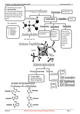 UNMSM – CENTRO PREUNIVERSITARIO Ciclo Especial 2017 – I
Semana 1 Material exclusivo para el grupo Whatsapp CotaManía Pág. 3
Somatotropina
Pepsina
Se unen por un
FUNCIONES
 Se forman por la unión
de Aminoácidos
 Son las macromoléculas
que desempeñan un mayor
número de funciones en las
células de todos los seres
vivos
Principalmente:
 Carbono
 Hidrógeno
 Nitrógeno
 Oxígeno
Se componen
de
Transportadora de
Hemoglobina
Anticuerpos,
cuyo propósito
es reconocer
cuerpos
extraños
invasores
como las
baterías y
virus
Molécula
que forma
fibras de
colágeno
 Fosfato PO4
=
 Azúcar Pentosa
 Base nitrogenada
 